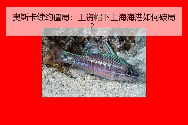 ao-si-ka-xu-yue-jiang-ju-gong-zi-mao-xia-shang-hai-hai-gang-ru-he-po-ju-3-896.jpg